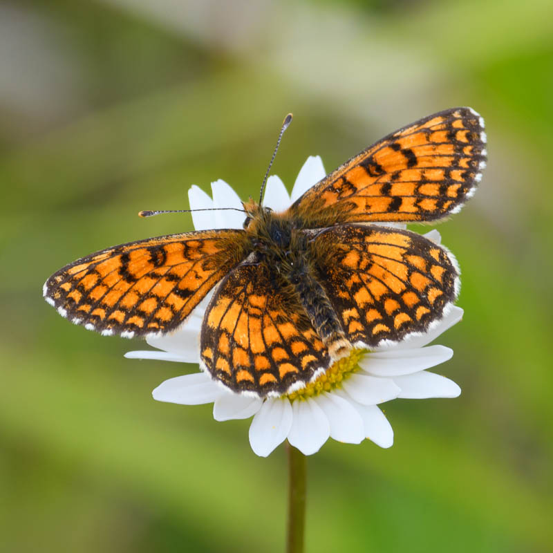 Meadow Fritillary